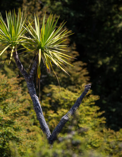 Isthmus Peak Track - Guided Hike - Wanaka - New Zealand