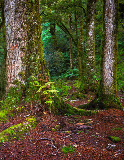 Blue Pools Track - Guided Walk - Wanaka day hikes