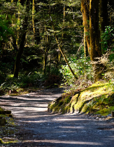 Blue Pools Track - Guided Walk - Wanaka day hikes